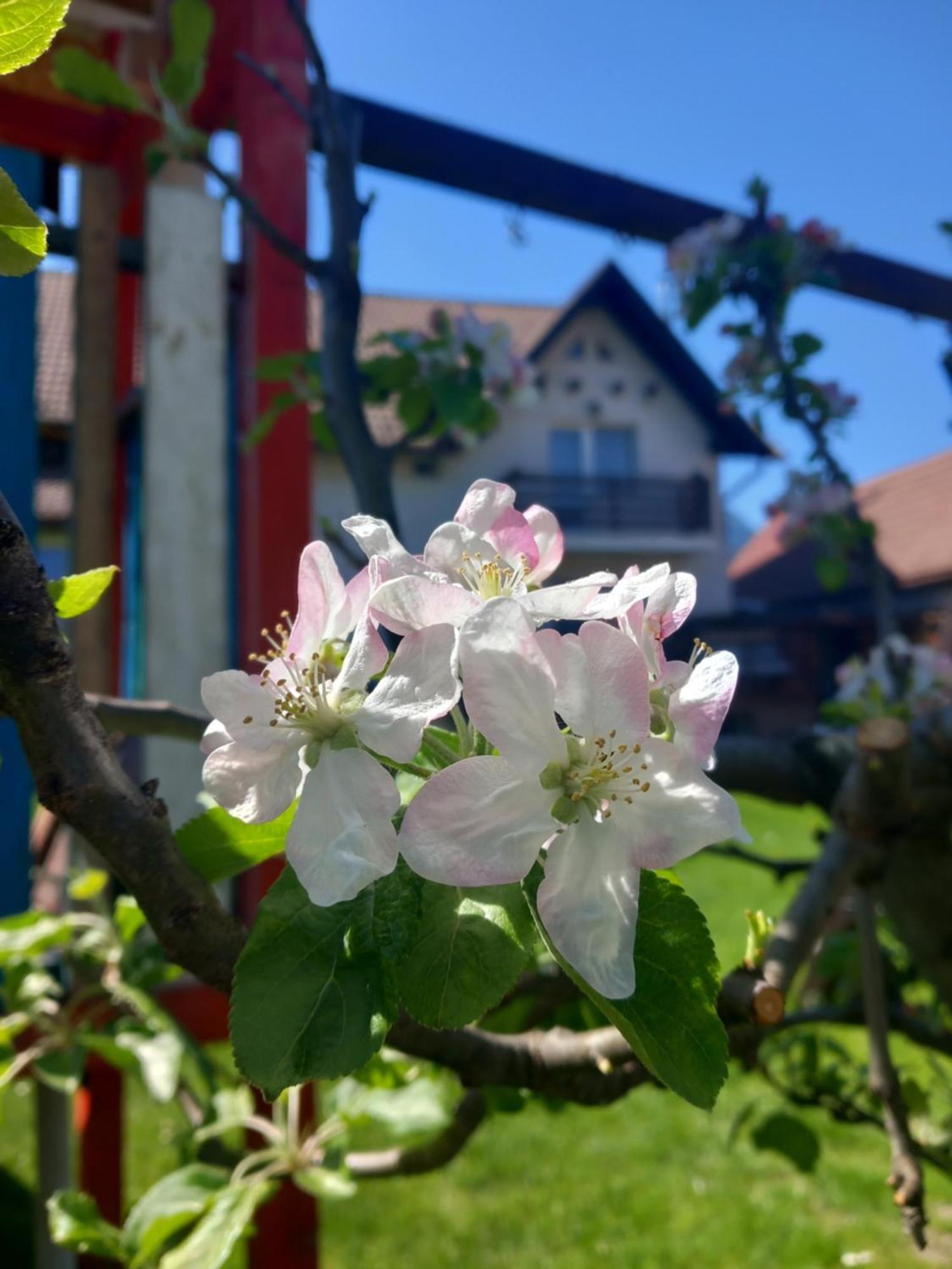 Edelweiss Ilinca Apartment Zarnesti Luaran gambar