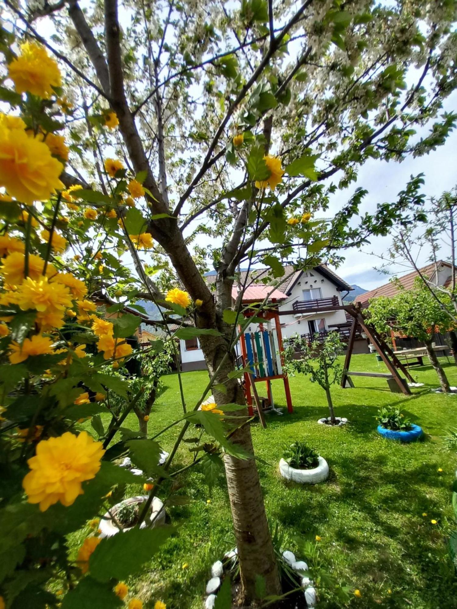 Edelweiss Ilinca Apartment Zarnesti Luaran gambar